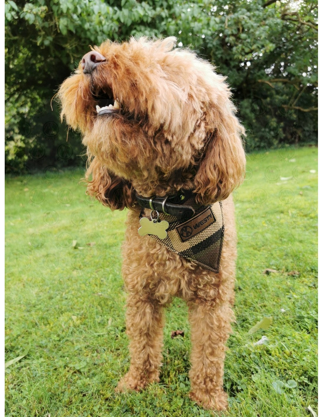 Westfalia Beige plaid material dog bandana.