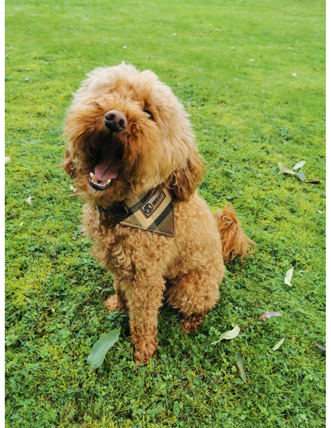 Westfalia Beige plaid material dog bandana.