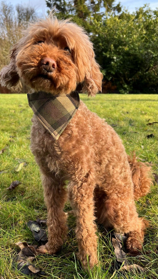 Westfalia Beige plaid material dog bandana.