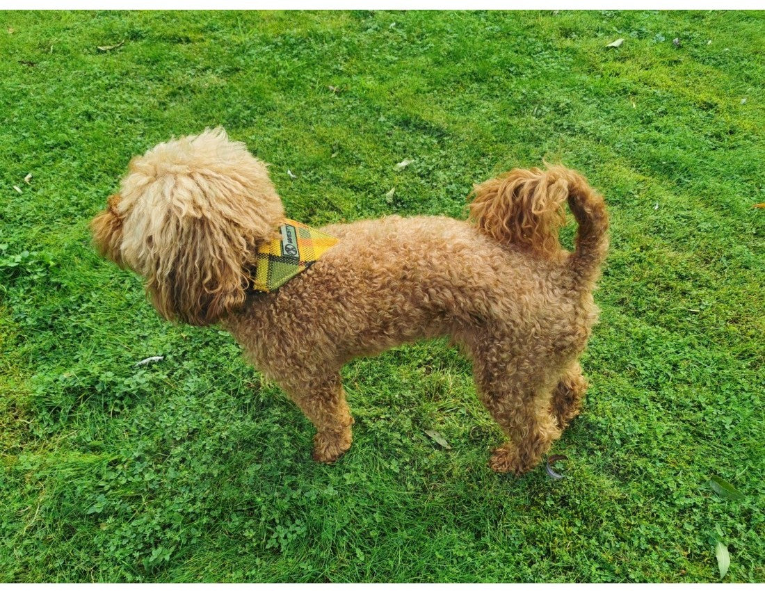 Westfalia Yellow plaid material dog bandana.