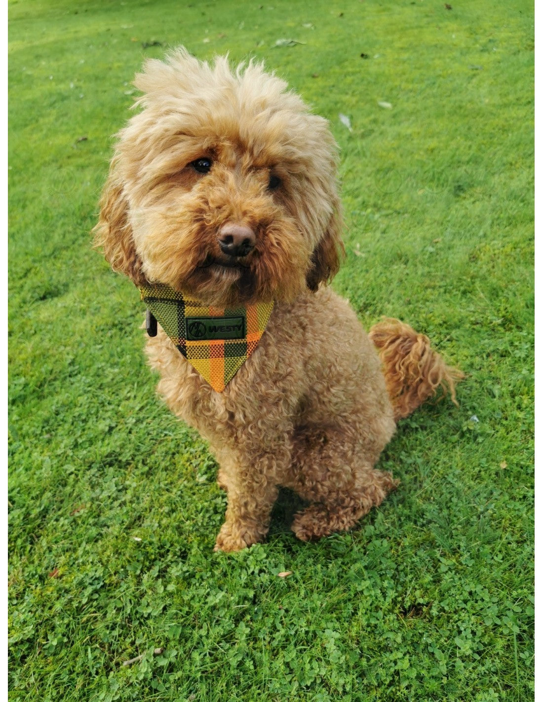 Westfalia Yellow plaid material dog bandana.