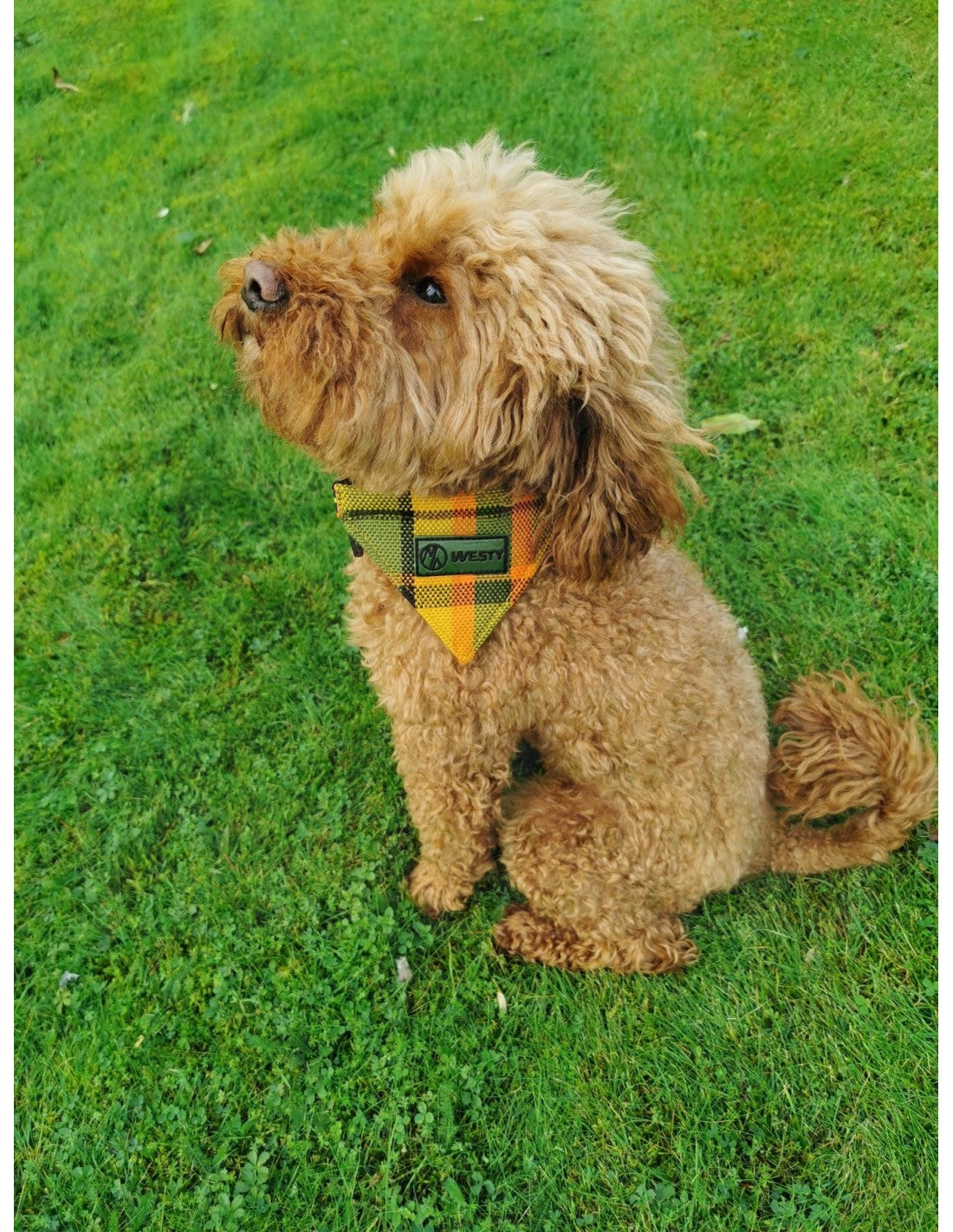 Westfalia Yellow plaid material dog bandana.