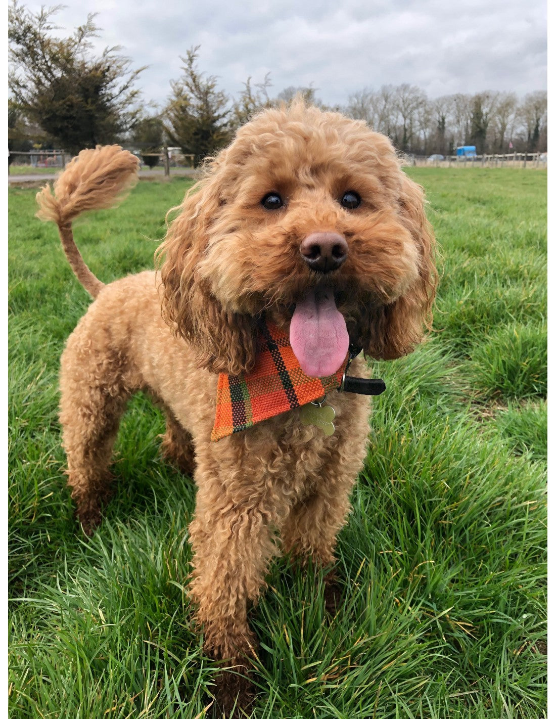 Westfalia orange plaid material dog bandana