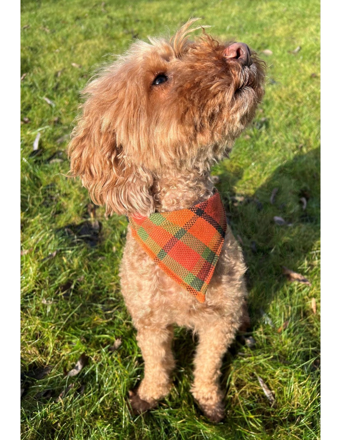 Westfalia orange plaid material dog bandana