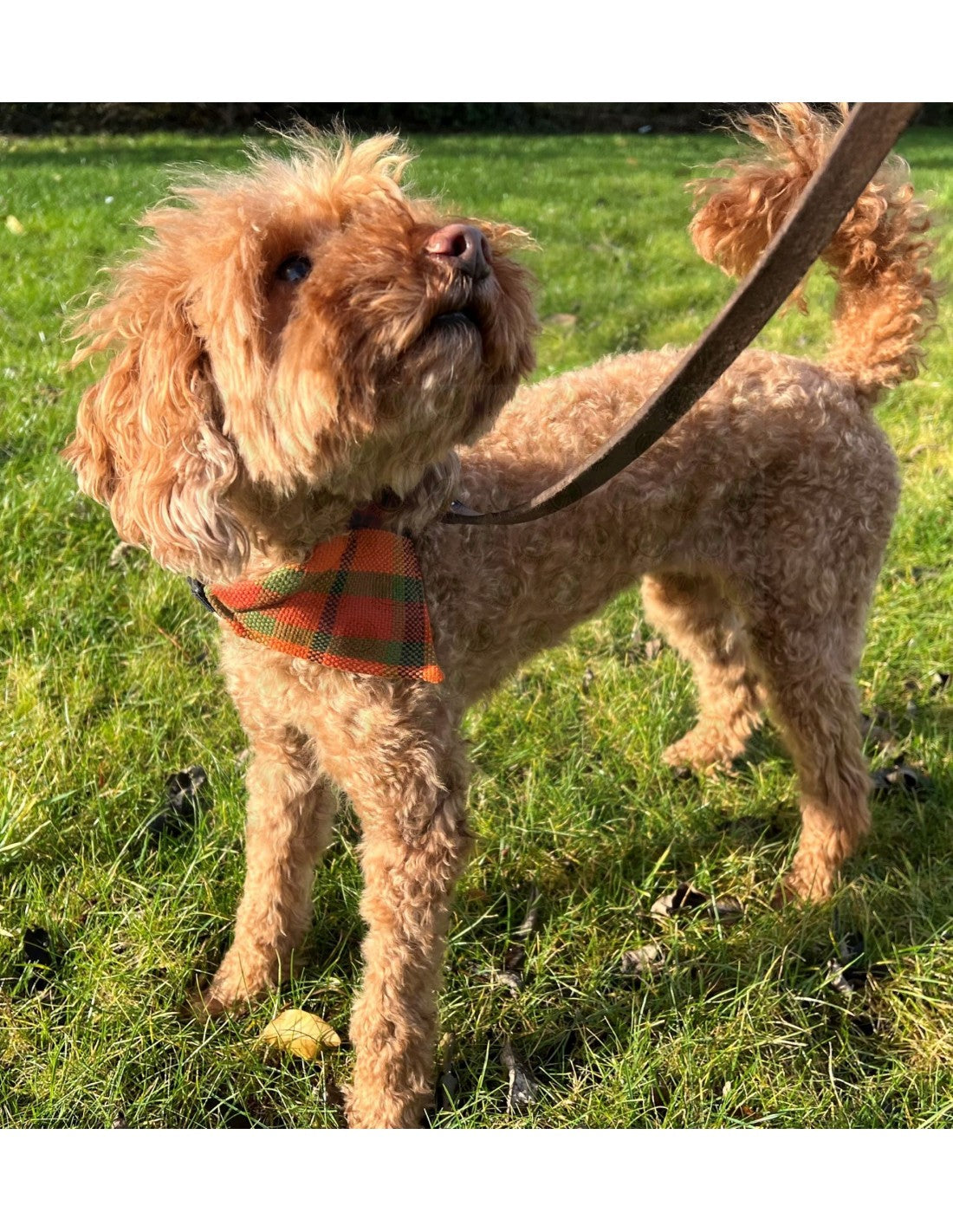 Westfalia orange plaid material dog bandana