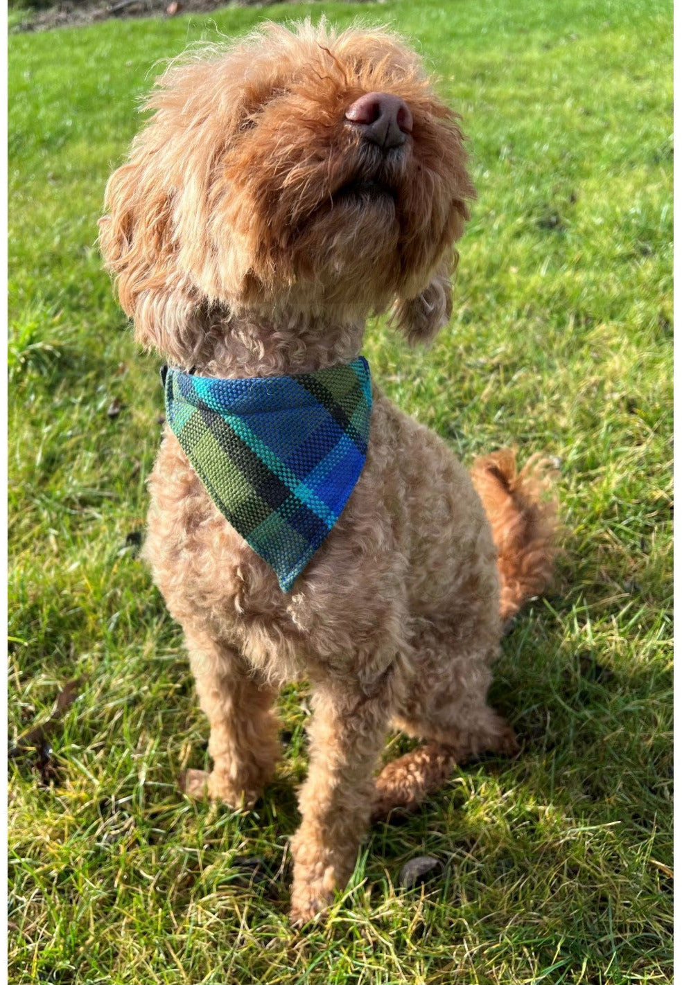 Westfalia Blue plaid material dog bandana